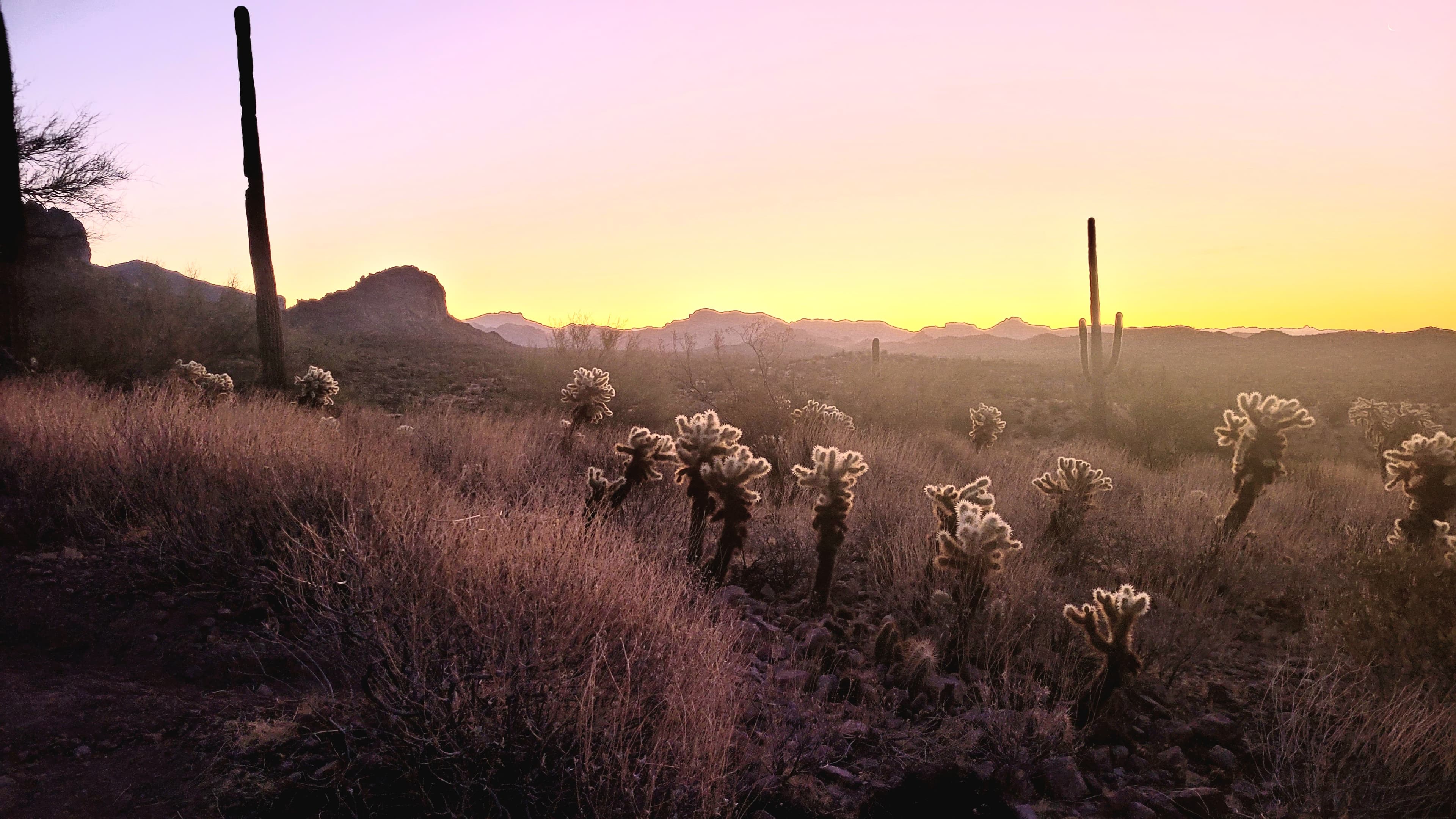 A serene desert awakening where chollas stand like sentinels in the soft purple-gold light filtering across the Sonoran landscape.