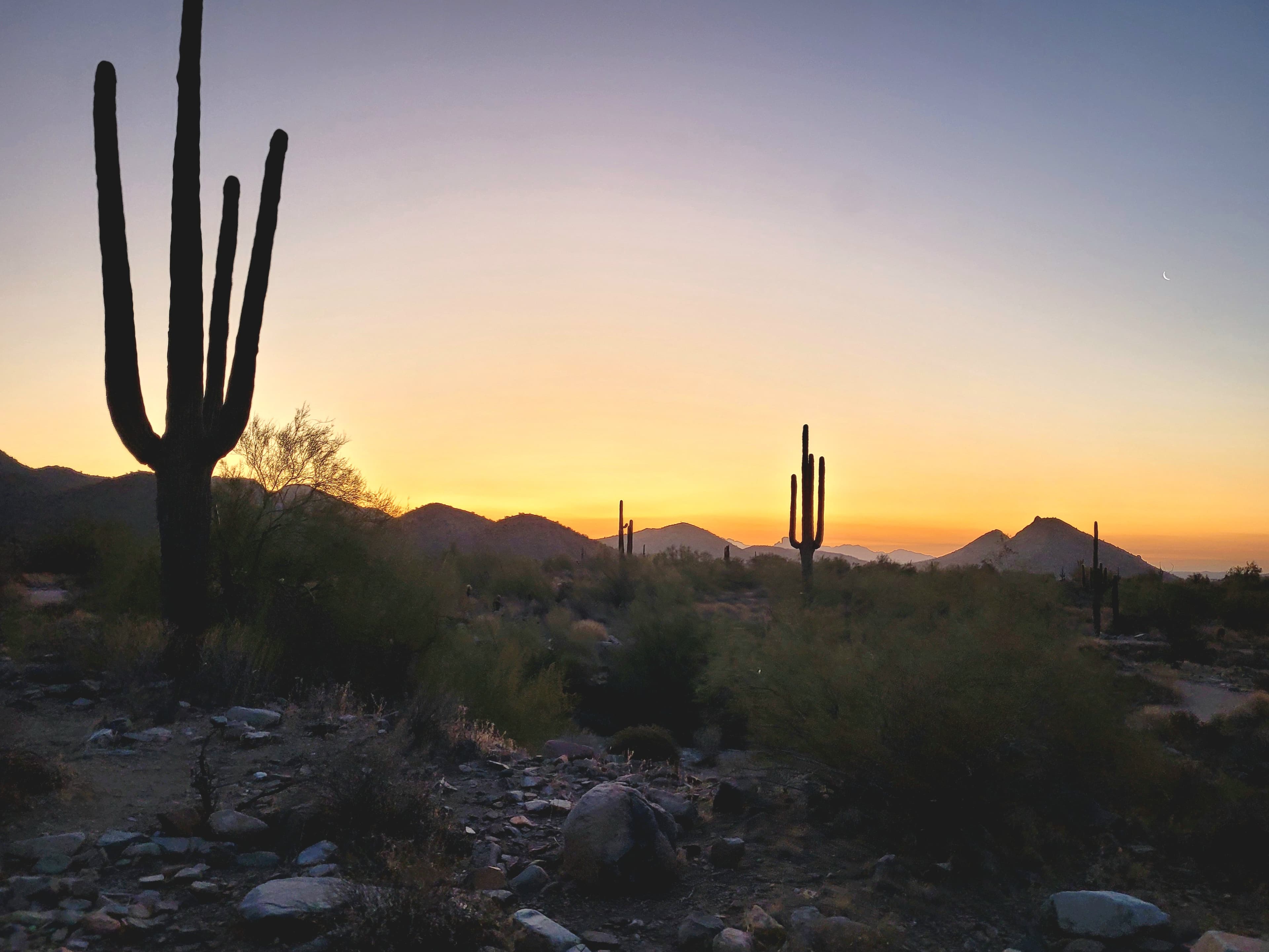 A serene desert awakening where towering saguaros stand as silent sentinels against the golden morning light.