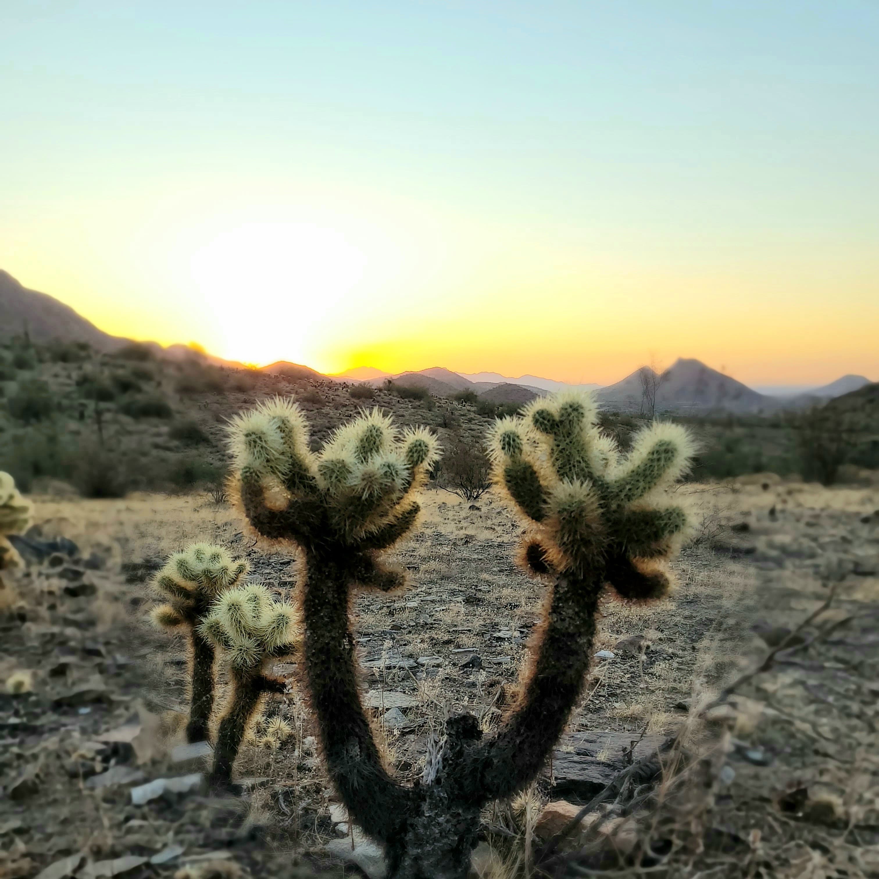 A serene desert awakening where ancient cholla cacti stand sentinel against golden mountains in the peaceful morning light.