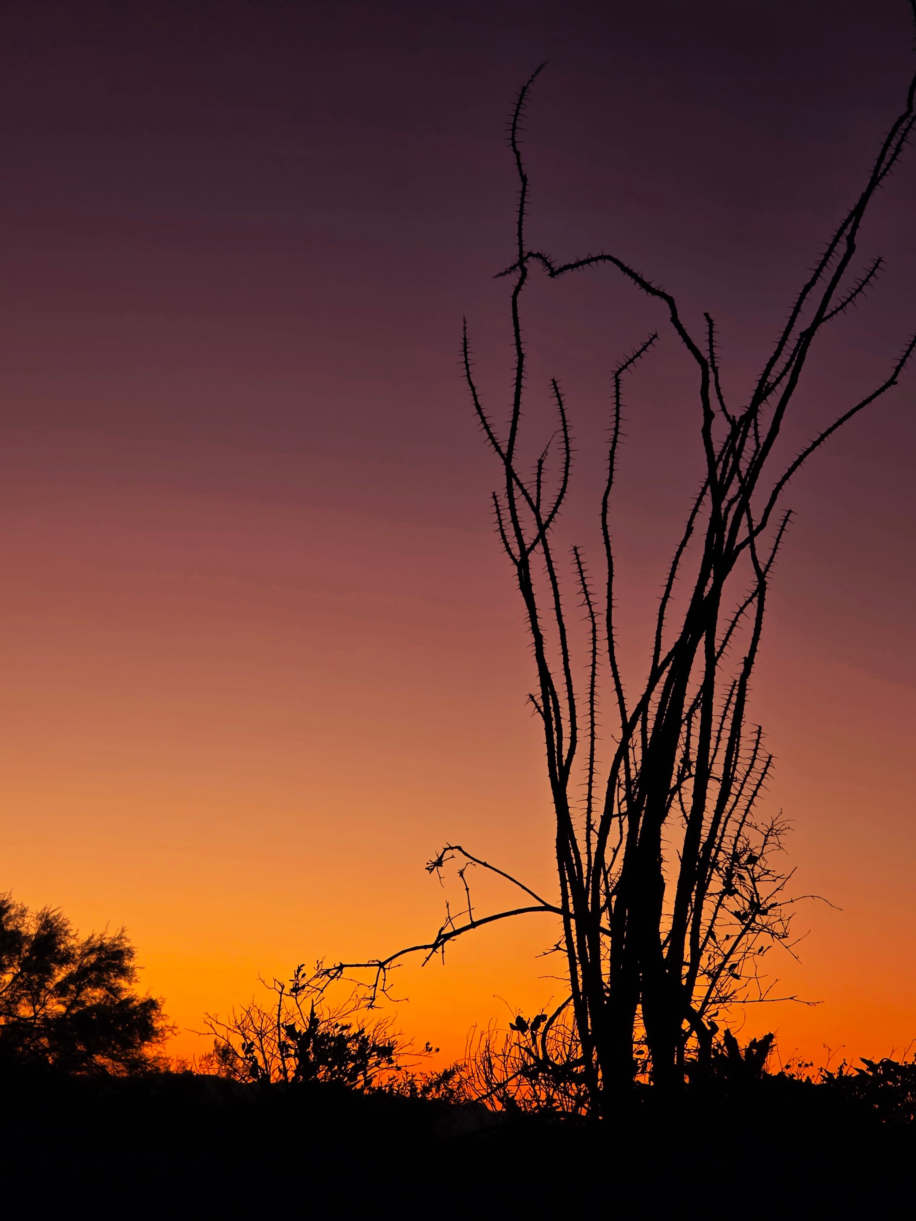 A dramatic desert silhouette against a fiery gradient sky that transforms the harsh landscape into a moment of wild beauty.
