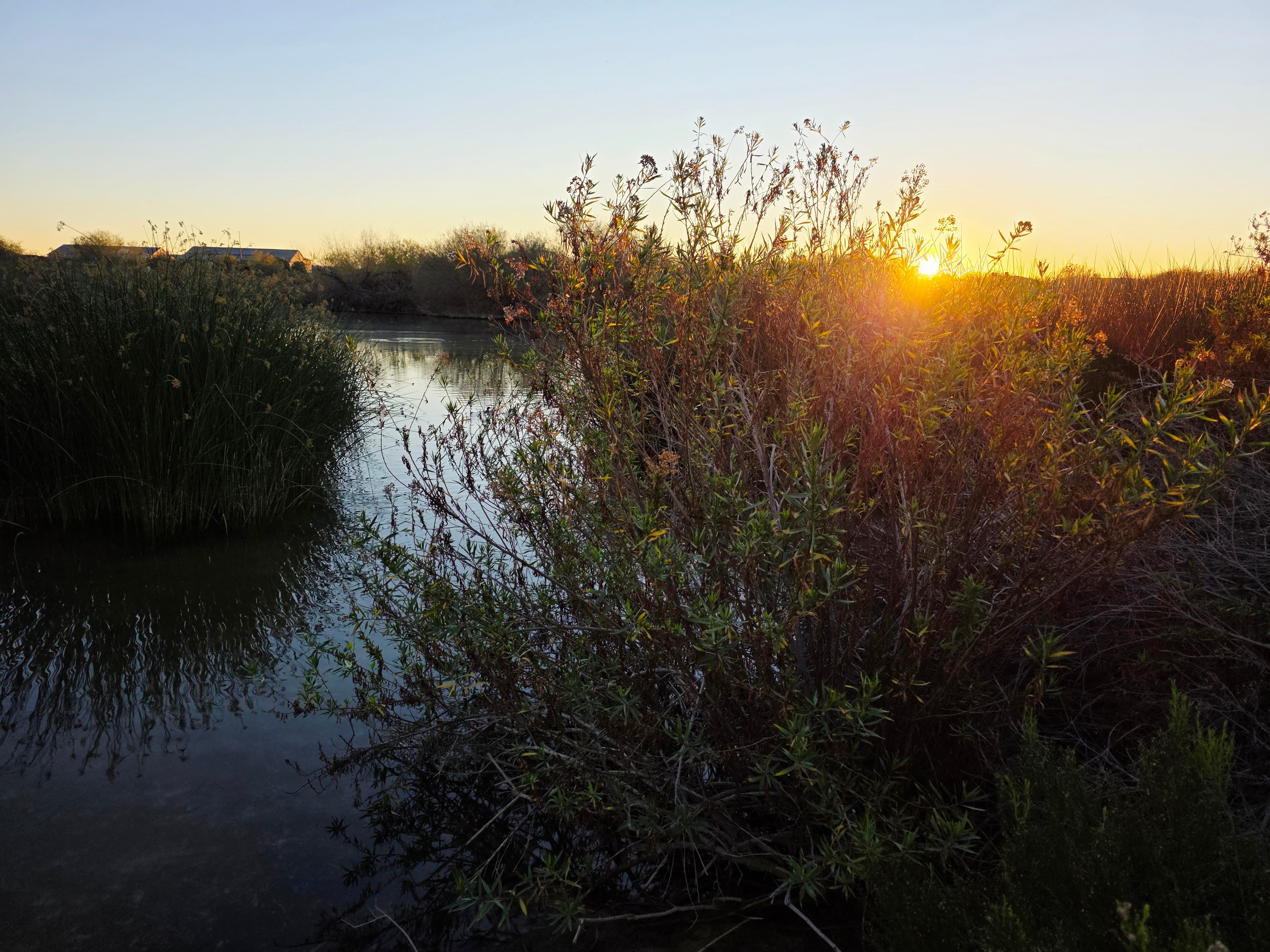 A peaceful wetland awakening with golden light filtering through wild grasses and reflecting on still water.