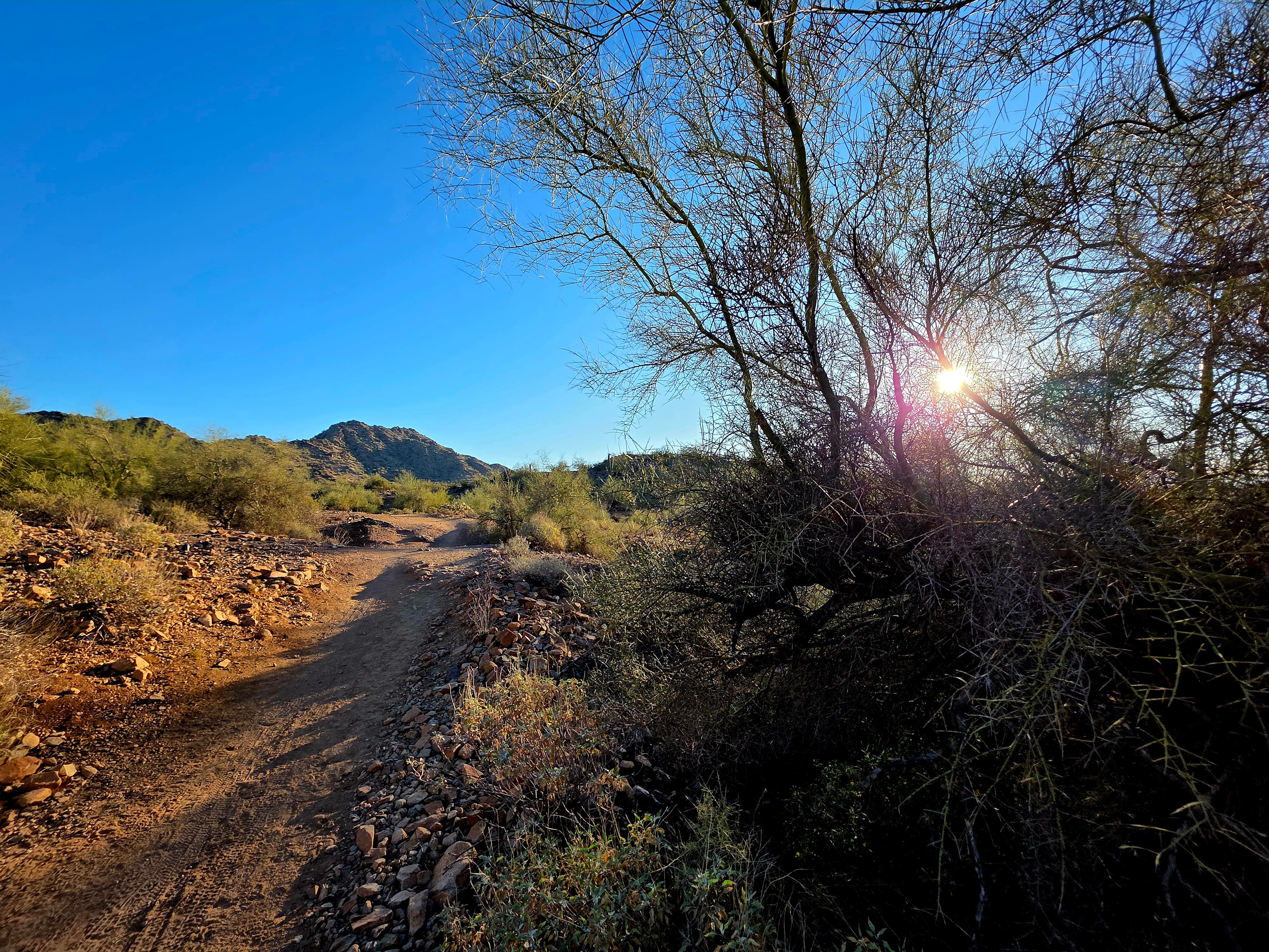 A serene desert awakening with gentle sunbeams filtering through bare branches along a peaceful wilderness trail.