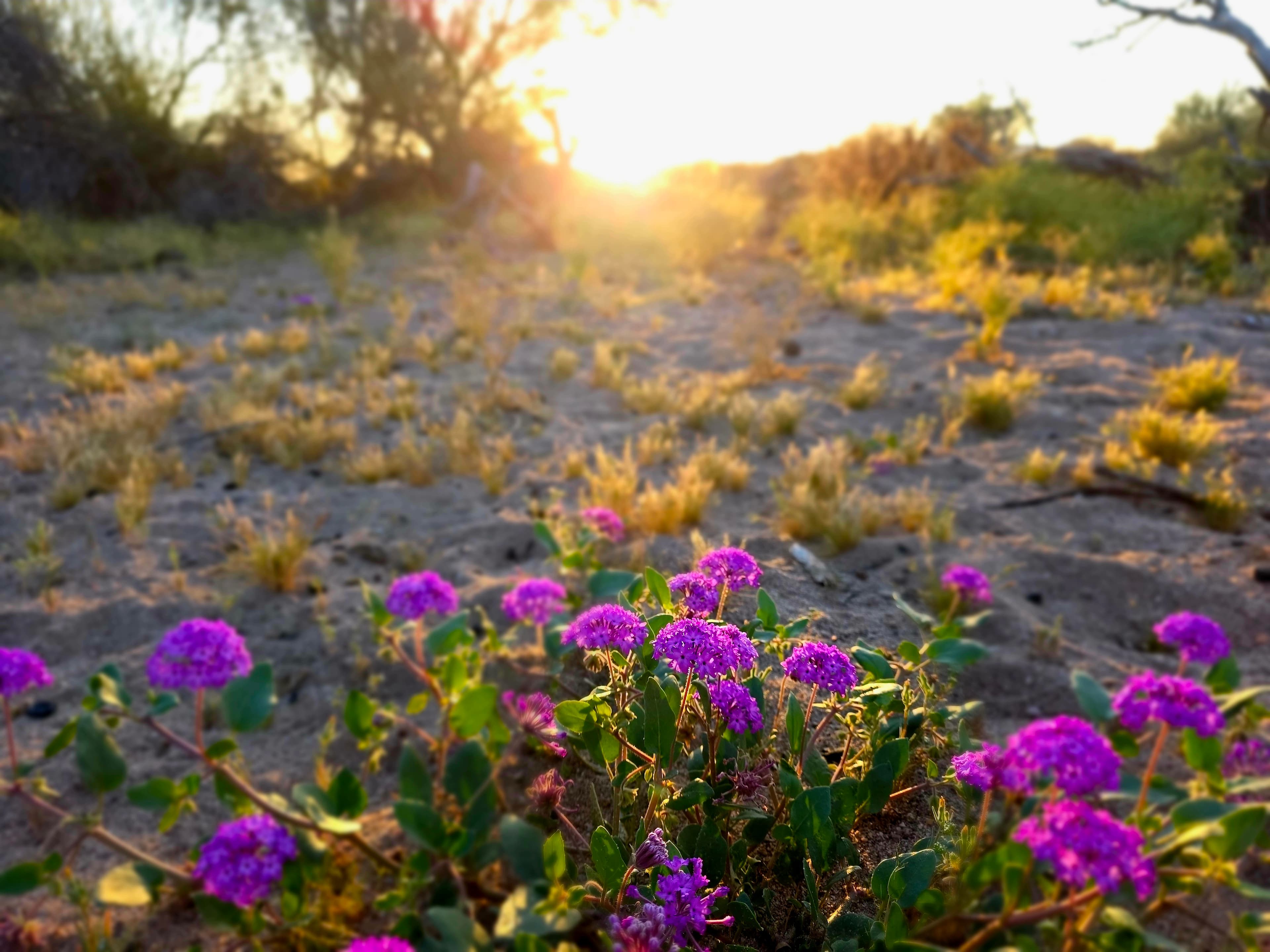 Delicate purple wildflowers create a striking contrast against the harsh desert landscape as golden sunrise light bathes the rugged terrain.