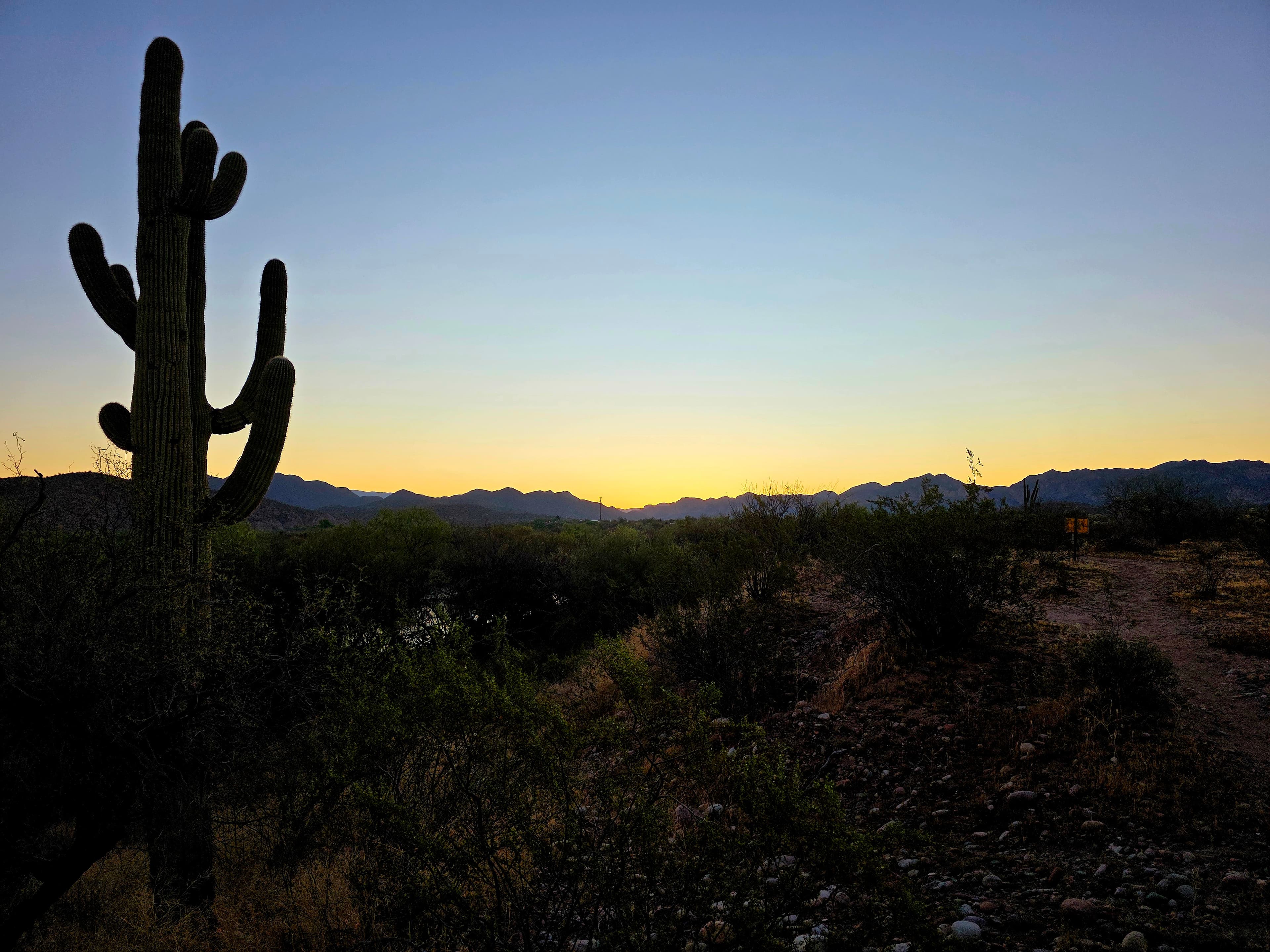 A serene desert awakening with golden light painting the Sonoran landscape while a majestic saguaro stands sentinel against the morning sky.