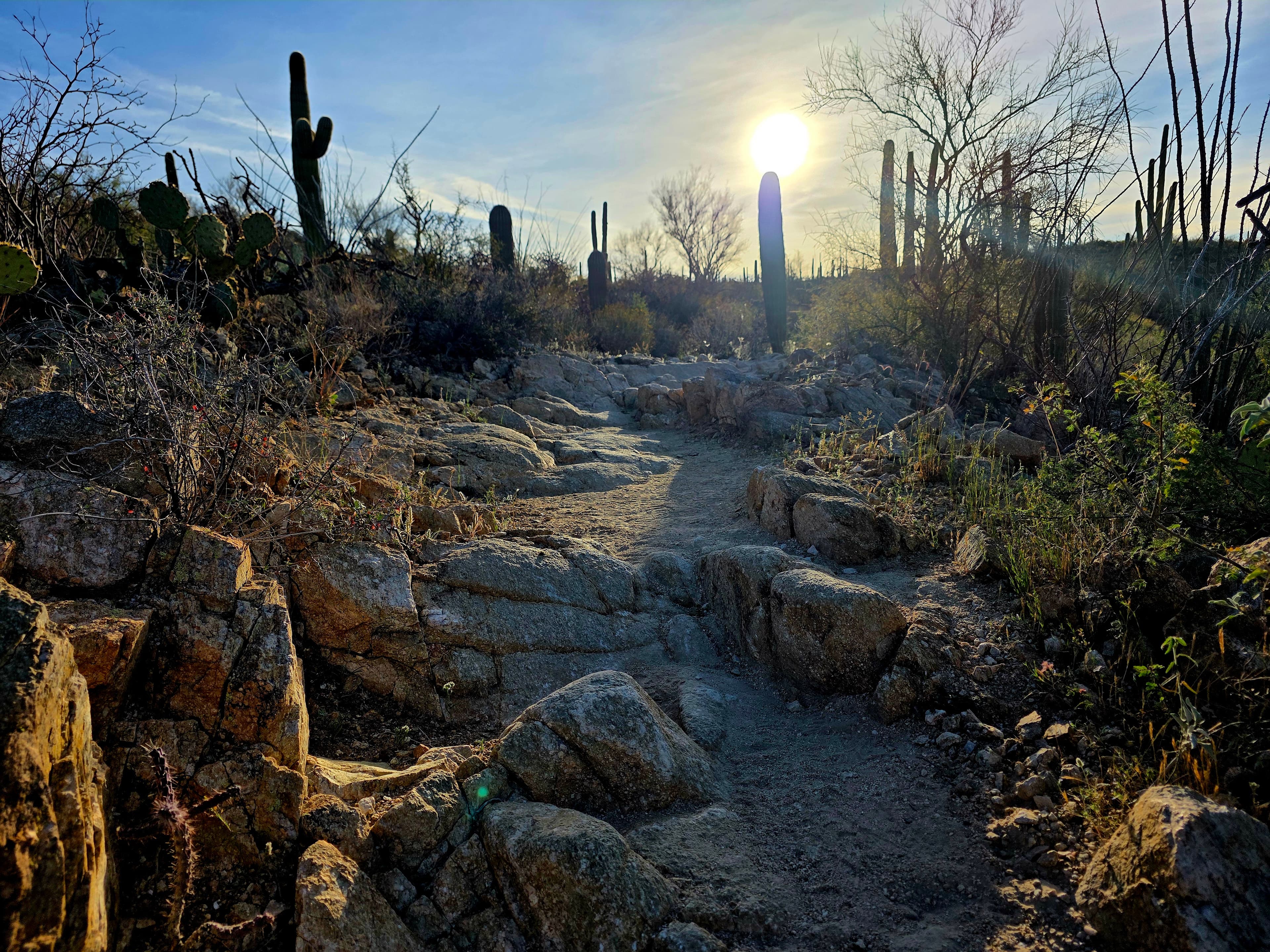A rugged desert awakening where ancient saguaro sentinels stand guard over a rocky trail leading toward the gentle promise of dawn.