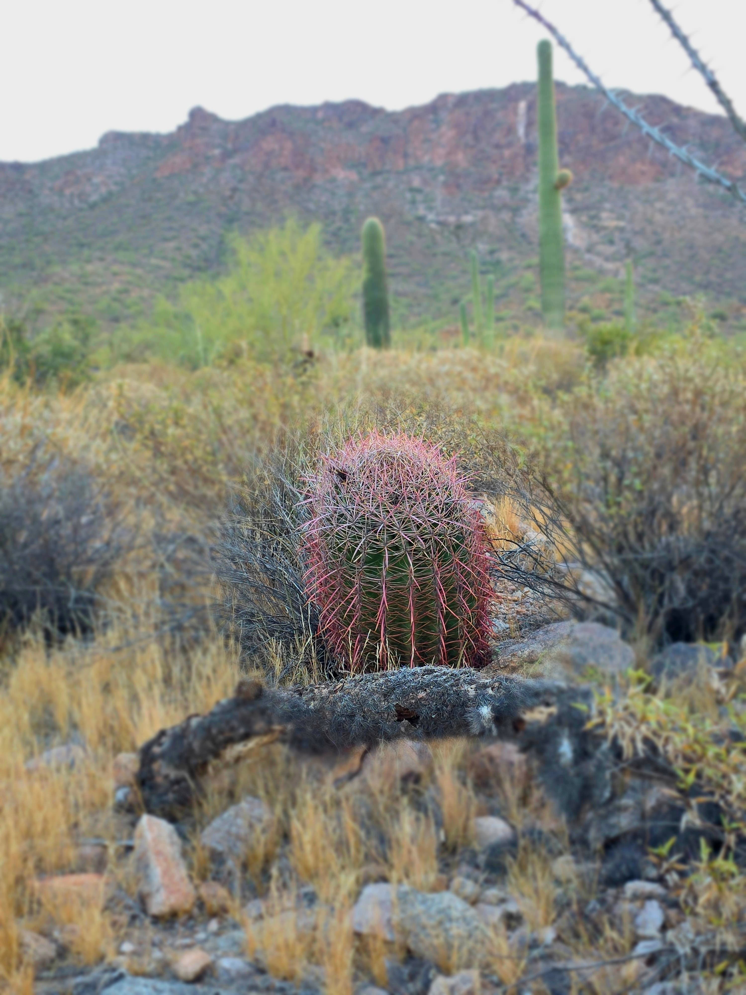 Fishhook Barrel Cactus