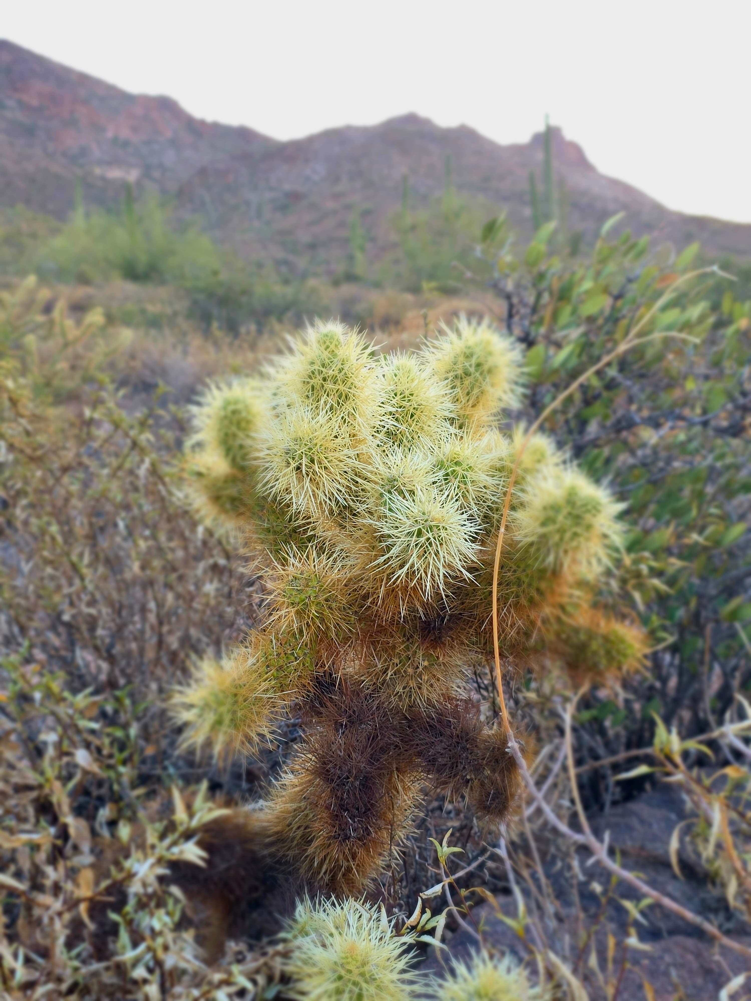 Teddy Bear Cholla